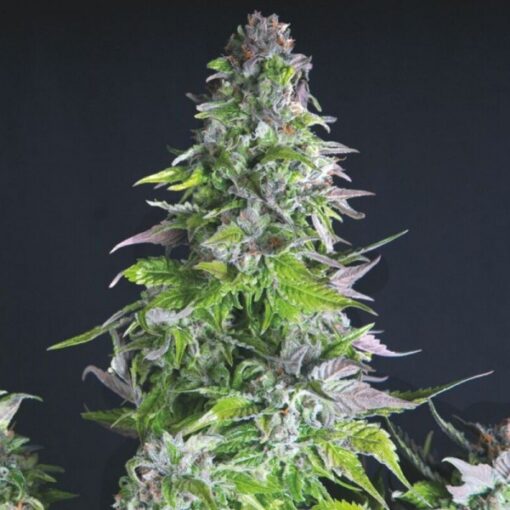 Romulan fem. Pyramid Seeds
