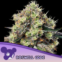 Roswell Code  5 u. fem Anesia