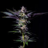 Rotten Rainbow fem. Limited Edition Gratefull Seeds