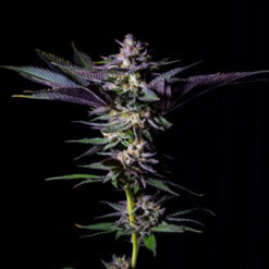 Rotten Rainbow fem. Limited Edition Gratefull Seeds