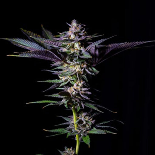 Rotten Rainbow fem. Limited Edition Gratefull Seeds