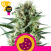 Royal Cookies fem. Royal Queen