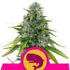 Royal Moby fem. Royal Queen