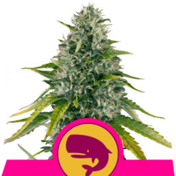 Royal Moby fem. Royal Queen