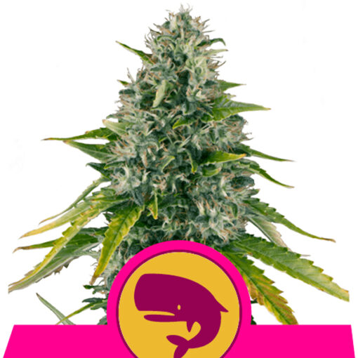 Royal Moby fem. Royal Queen