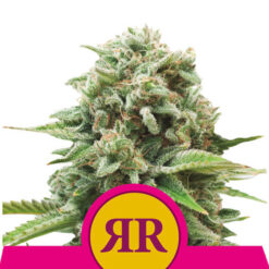 Royal Runtz fem. Royal Queen