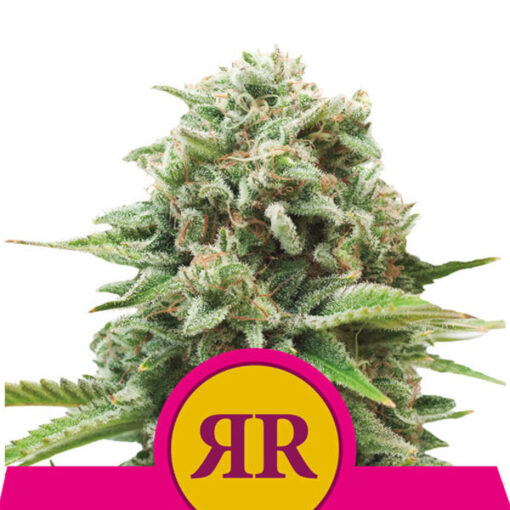 Royal Runtz fem. Royal Queen