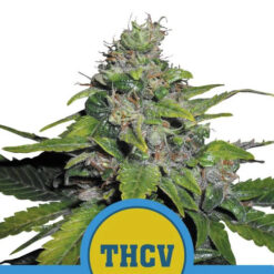 Royal THCV fem. Royal Queen
