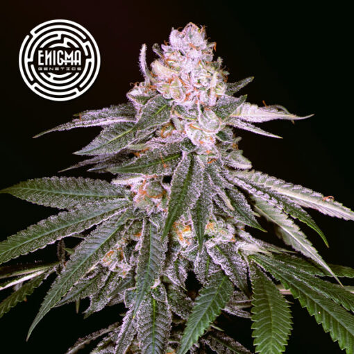 Rozay 6 u. fem Enigma Genetics