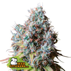 Rucu Cucu OG fem. Seedstockers Superior