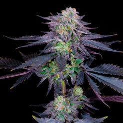 Runtz   2 u. fem Sacred Terps