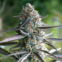 Runtz Fast Flowering fem. Humboldt Seed Organization
