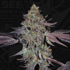 Runtz N´Roses 5 u. fem. 710 Limited Pack T.H. Seeds