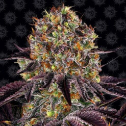 Runtz x Layer Cake fem. Barney's