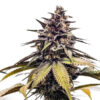 RuntzBert fem. Limited Edition Grateful Seeds