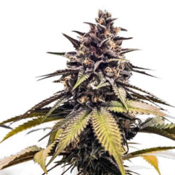 RuntzBert fem. Limited Edition Grateful Seeds