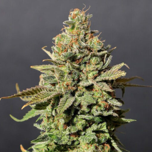 Russian Doll fem. Kannabia Seeds