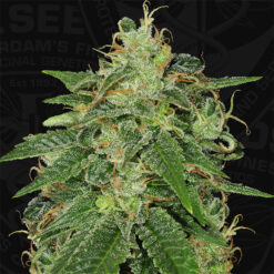 S.A.G.E. fem. T.H. Seeds