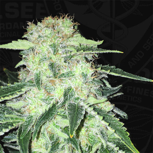 S.A.G.E. CBD fem. T.H. Seeds