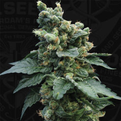 S.A.G.E. N Sour fem. T.H. Seeds
