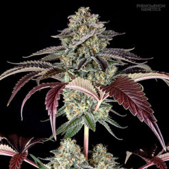 S.F. Bean fem. Phenomenom Genetics