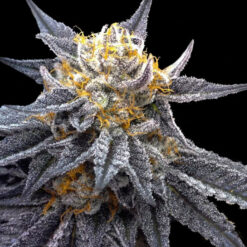 SSOG fem. DNA Genetics