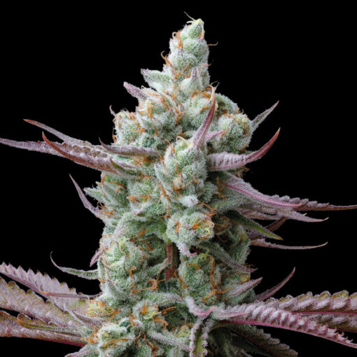 Sagrada Amnesia fem. Seedstockers Superior