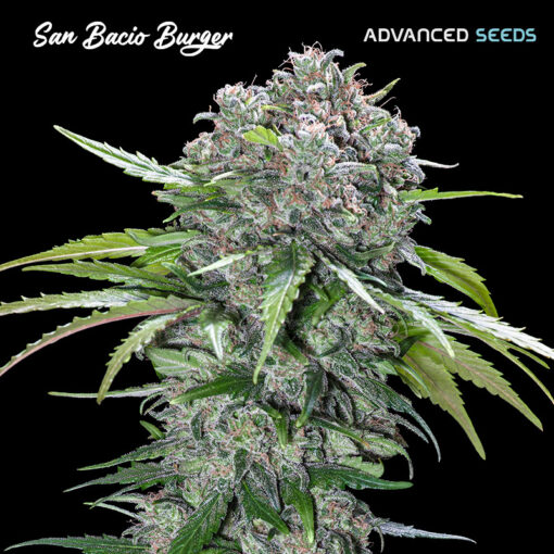 San Bacio Burger Advanced Seeds
