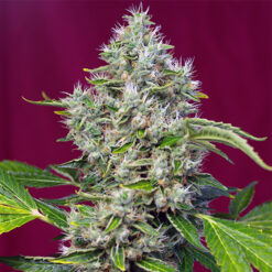 San Fernando Lemon Kush fem. Sweet Seeds