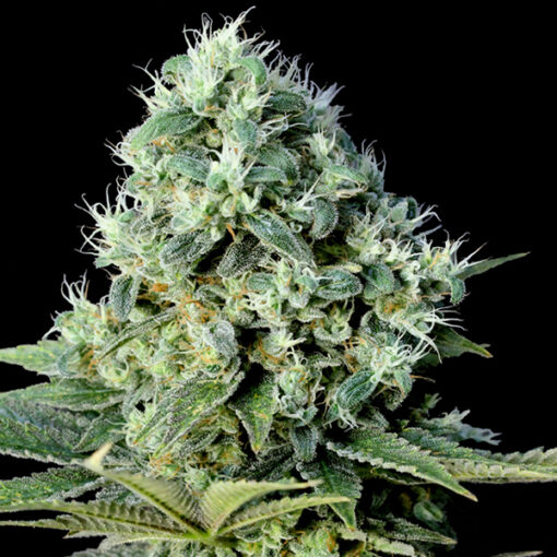 Santa Bilbo fem. Genehtik Seeds