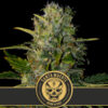 Santa Muerte 3 u. fem. Blimburn Seeds