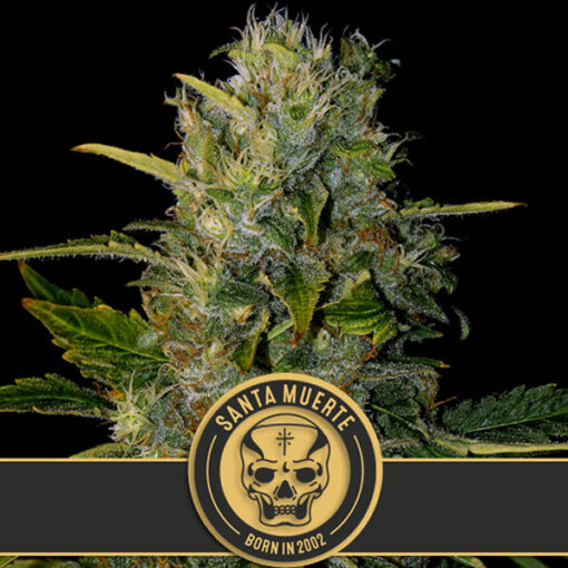 Santa Muerte 3 u. fem. Blimburn Seeds