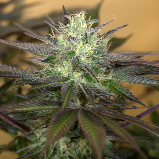Sapphire Og fem. Humboldt Seed Organization