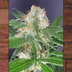 Sat - Okh fem. The Outlaw Seeds