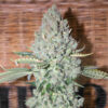 Sativa Des Rois  1 u. fem French Touch Seeds