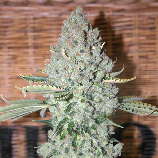 Sativa Des Rois  1 u. fem French Touch Seeds