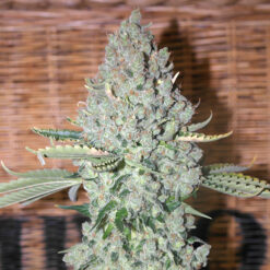 Sativa Des Rois  5 u. fem French Touch Seeds