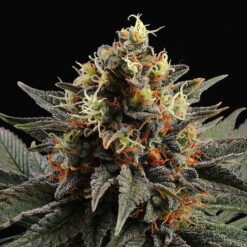 Sativa Dream fem. Kannabia Seeds