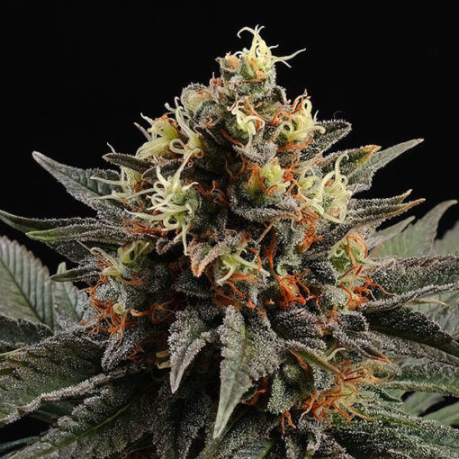 Sativa Dream fem. Kannabia Seeds