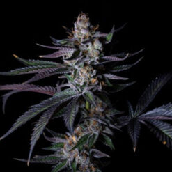Satzuma Revenge fem. Limited Edition Gratefull Seeds