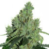 Senmbelek Cookie  1 u. fem French Touch Seeds
