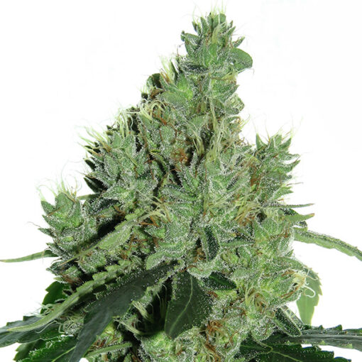 Senmbelek Cookie  1 u. fem French Touch Seeds