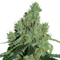Senmbelek Cookie  3 u. fem French Touch Seeds