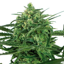 Sensi Amnesia fem. Sensi Seeds