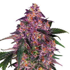 Sensi Purple Kush fem. Sensi Seed