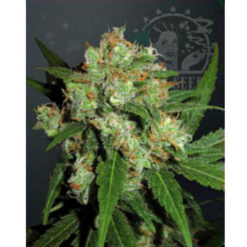 Sensi Skunk fem. Sensi Seeds