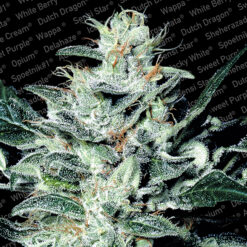 Sensi Star fem. Paradise Seeds
