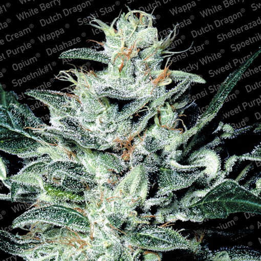 Sensi Star fem. Paradise Seeds