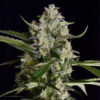 Seriosa fem. Serious Seeds