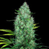 Serious 6 fem. Serious Seeds